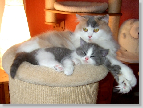 Schimmanck's Lord Louis mit seiner Mama Helena