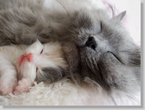 Schimmanck's Herzdame Hazel und Mama Baccera